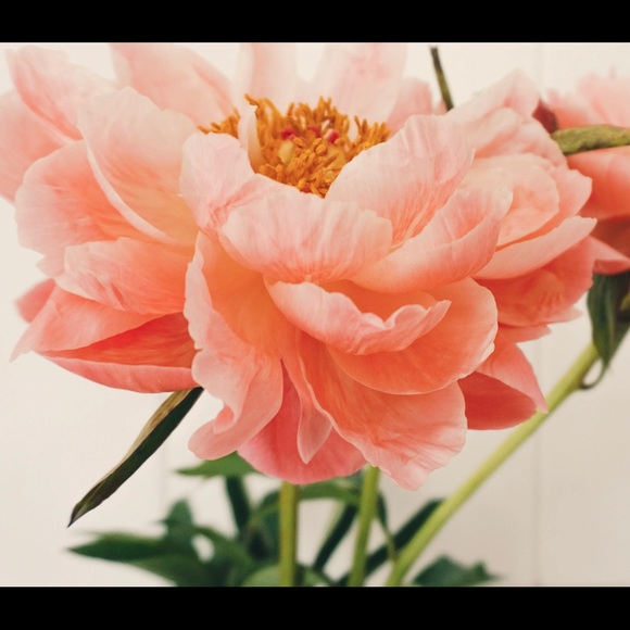 Meet your Posher, JB - Picture 1 of 1